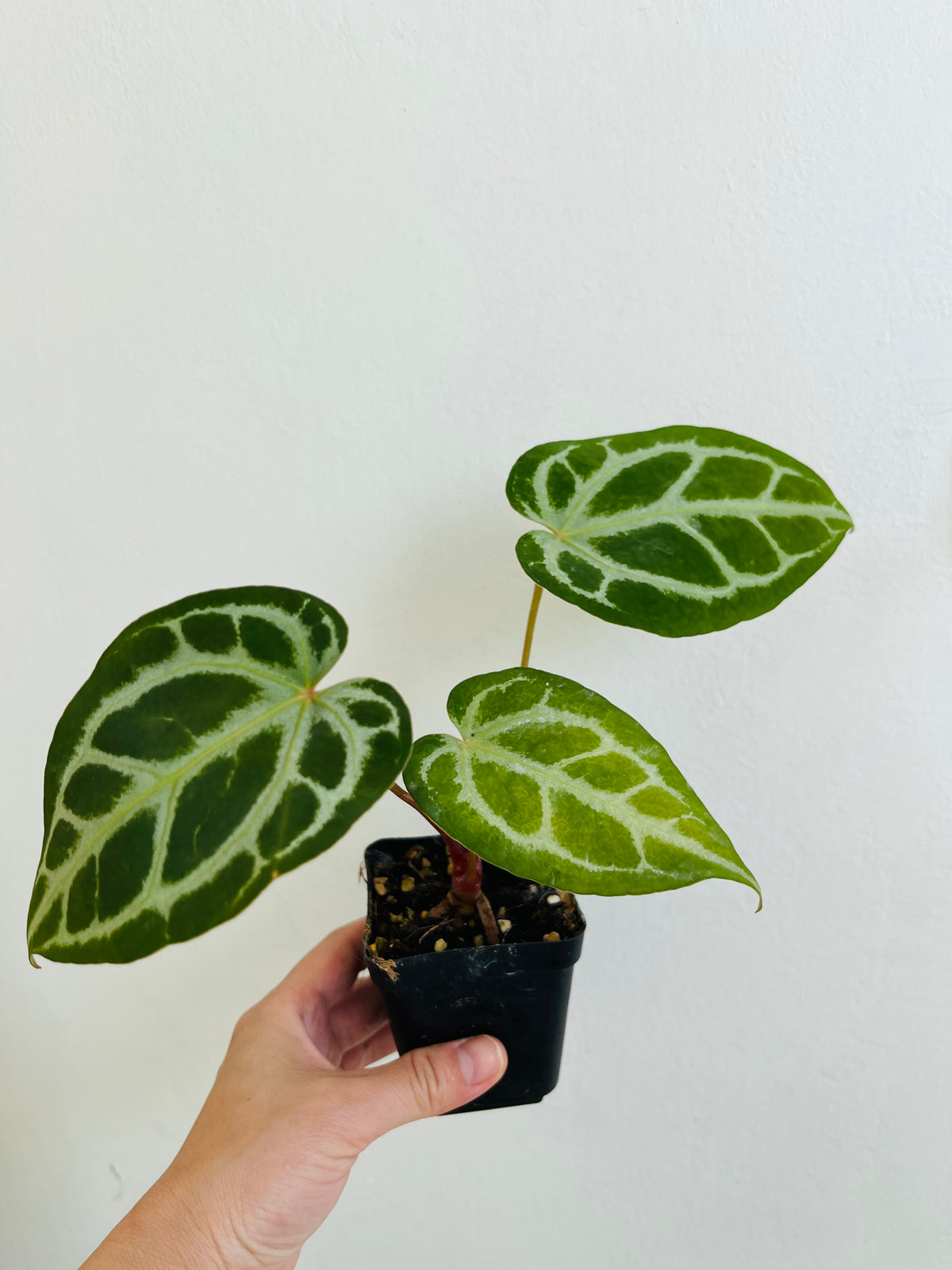 Crystal Anthurium Crystallinum, Velvety Leaf Tropical Plant (3" Pot)