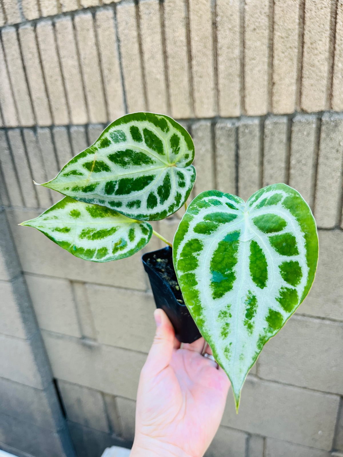Crystal Anthurium Crystallinum, Velvety Leaf Tropical Plant (3" Pot)