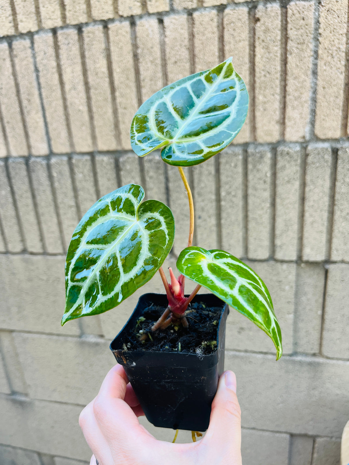 Crystal Anthurium Crystallinum, Velvety Leaf Tropical Plant (3" Pot)