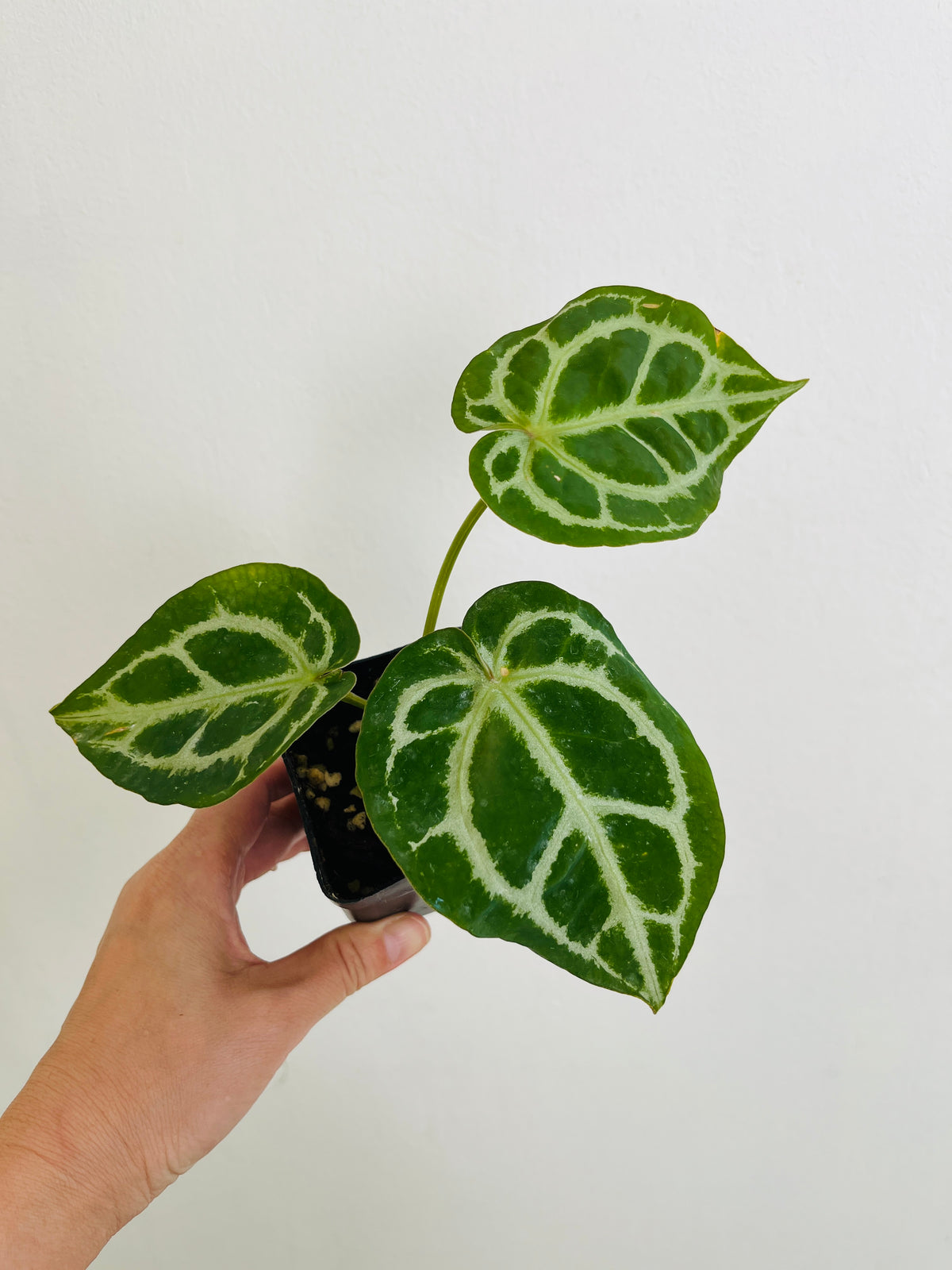 Crystal Anthurium Crystallinum, Velvety Leaf Tropical Plant (3" Pot)