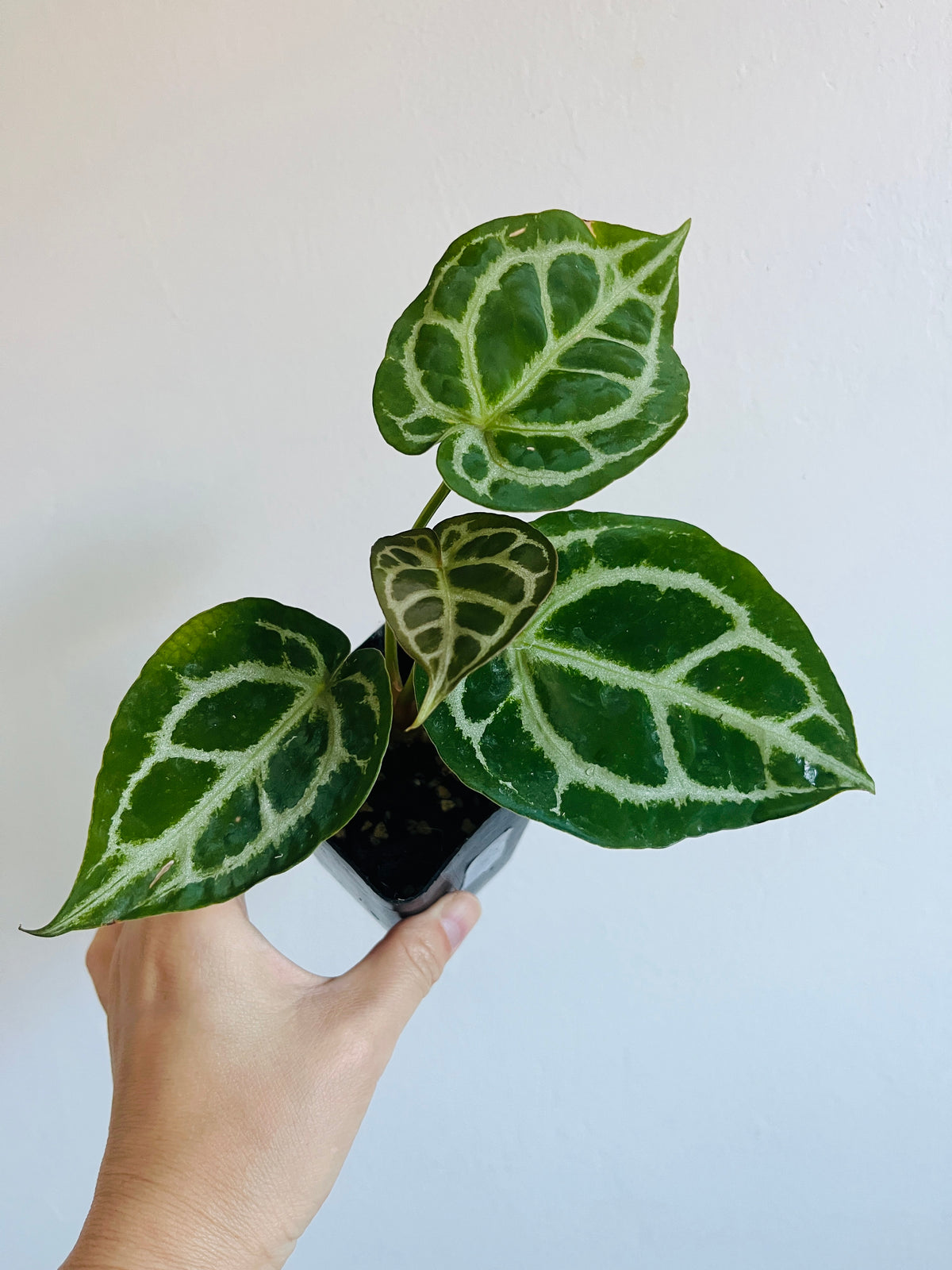 Crystal Anthurium Crystallinum, Velvety Leaf Tropical Plant (3" Pot)